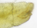Chrysoperla pallida